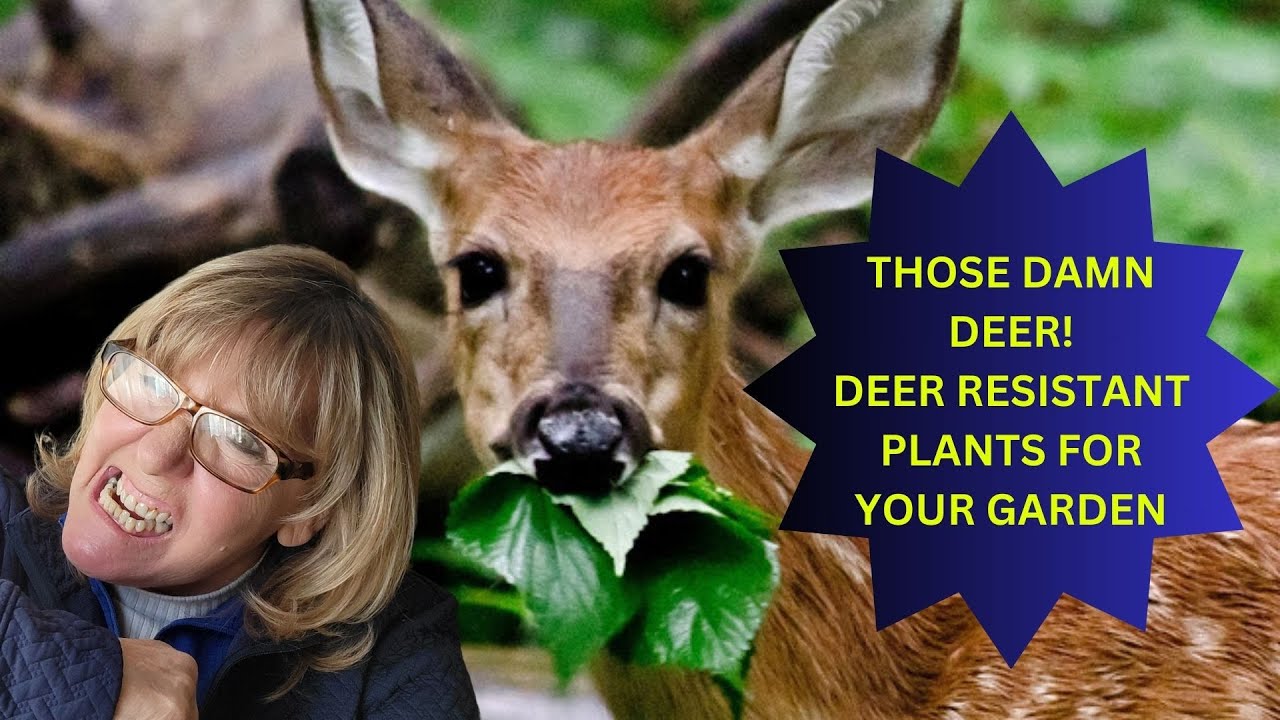 Deer Resistant Plants for Your Garden