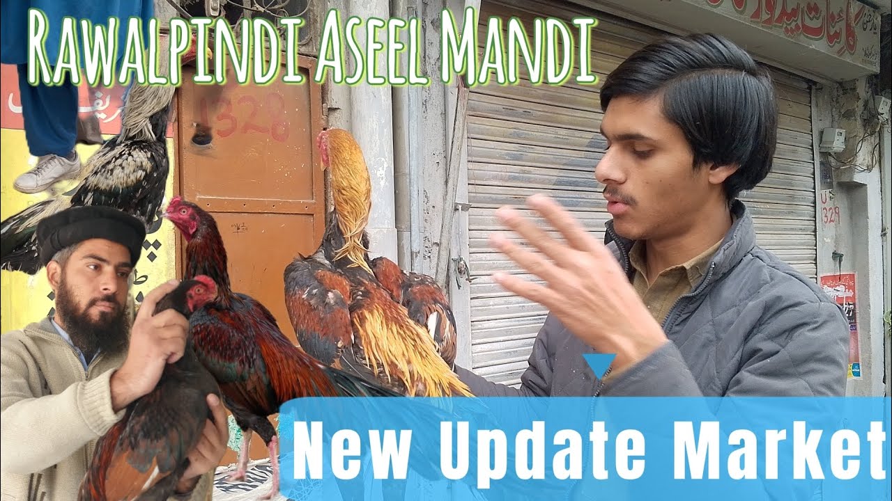 Rawalpindi Raja Bazar Dingi Khoi |Aseel Murga Mandi | Birds Market 