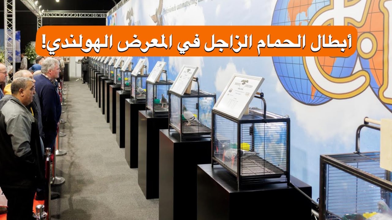 أروع سلالات الحمام الزاجل في المعرض الهولندي الوطني! Expo Houten لوفت النخبة