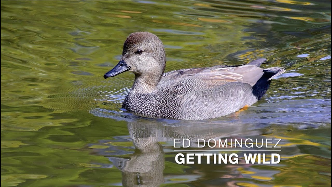 Meet The Gadwall