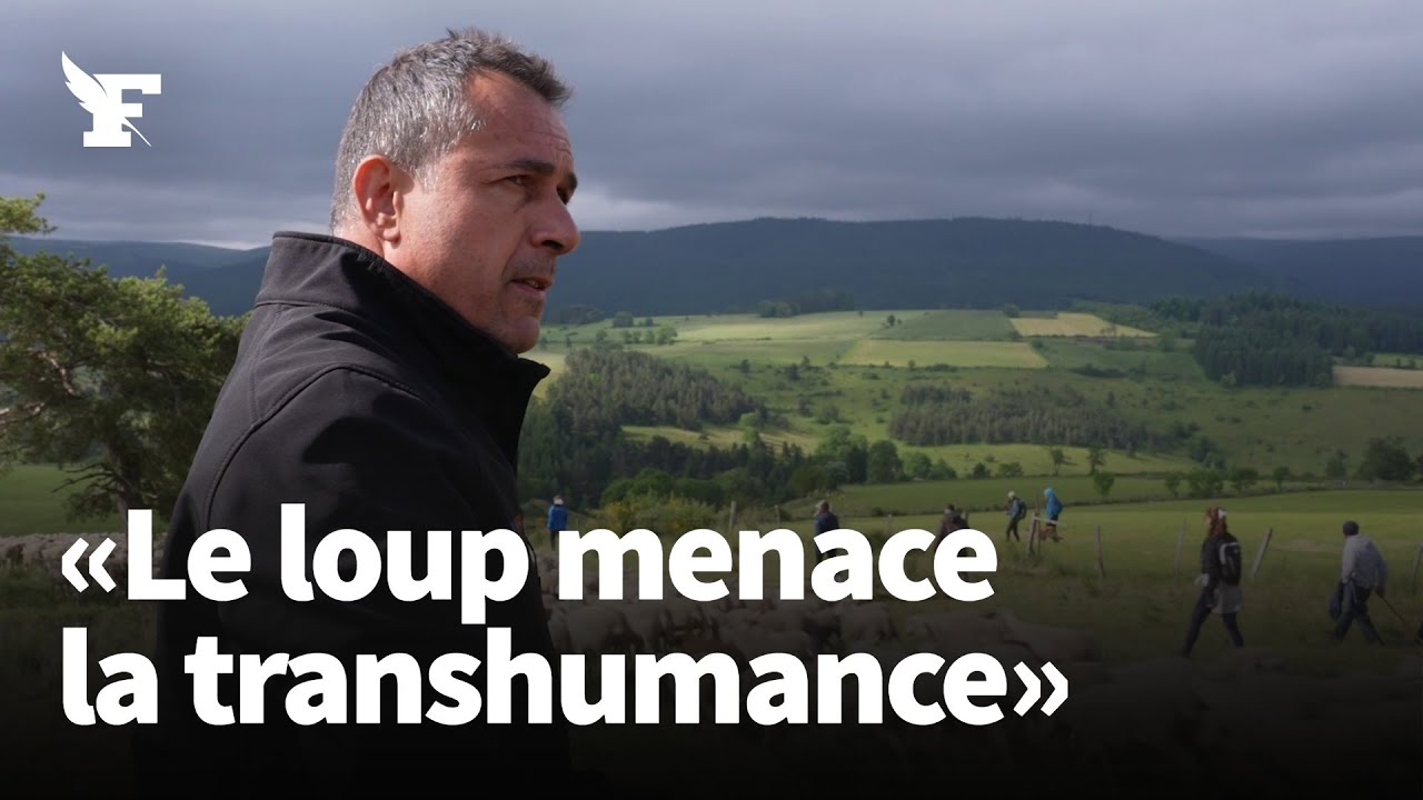 En Lozère, le loup menace la transhumance des brebis