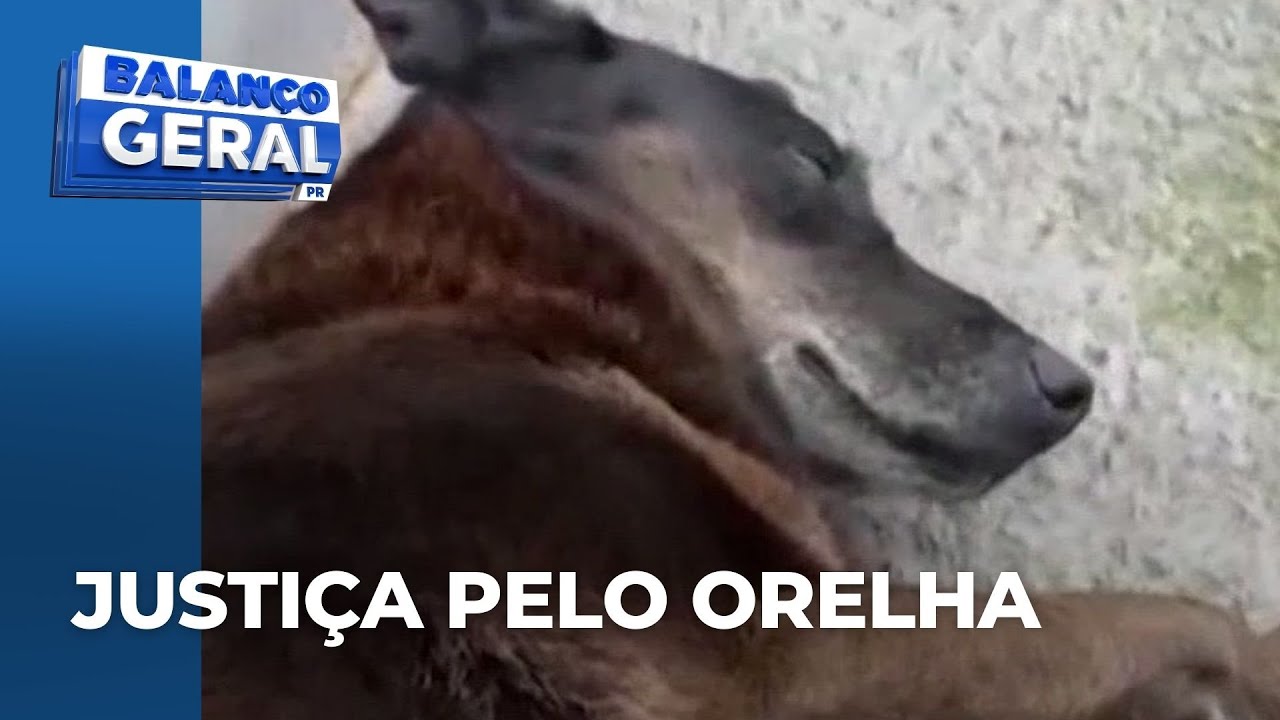 Polícia reforça segurança de aeroporto para chegada de suspeitos de matar o cão 'Orelha' a pauladas