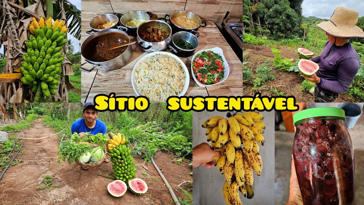 Aqui comemos o que plantamos no sítio // almoço  completo  direto da roça  pra mesa - COLHEITA 