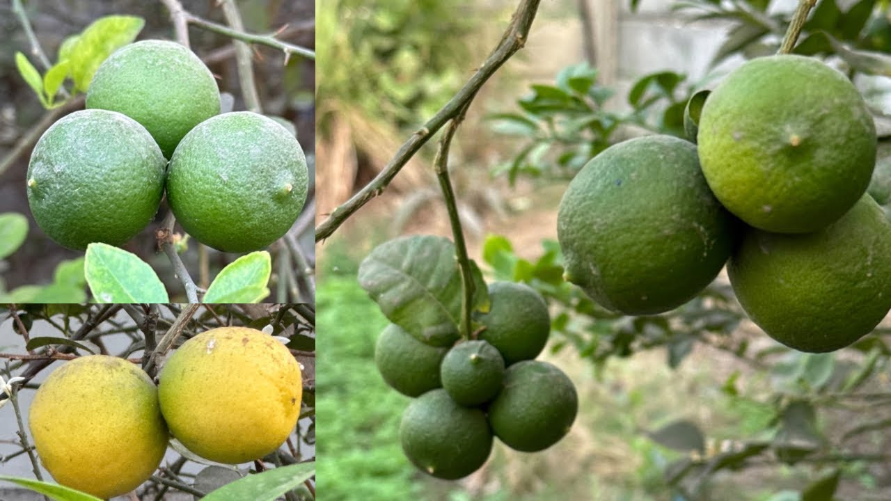 Nimbu🍋mein adhik phal paane ke upaay😍