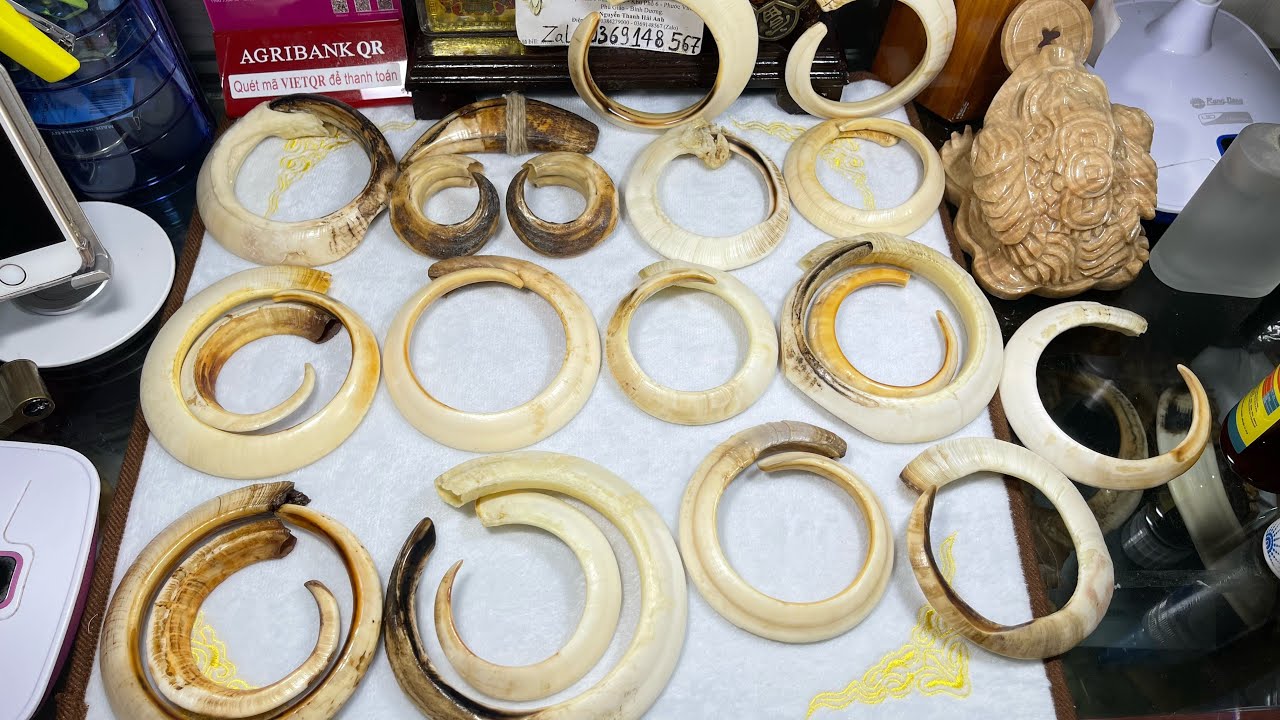 Nanh heo tròn độc lạ bình dương