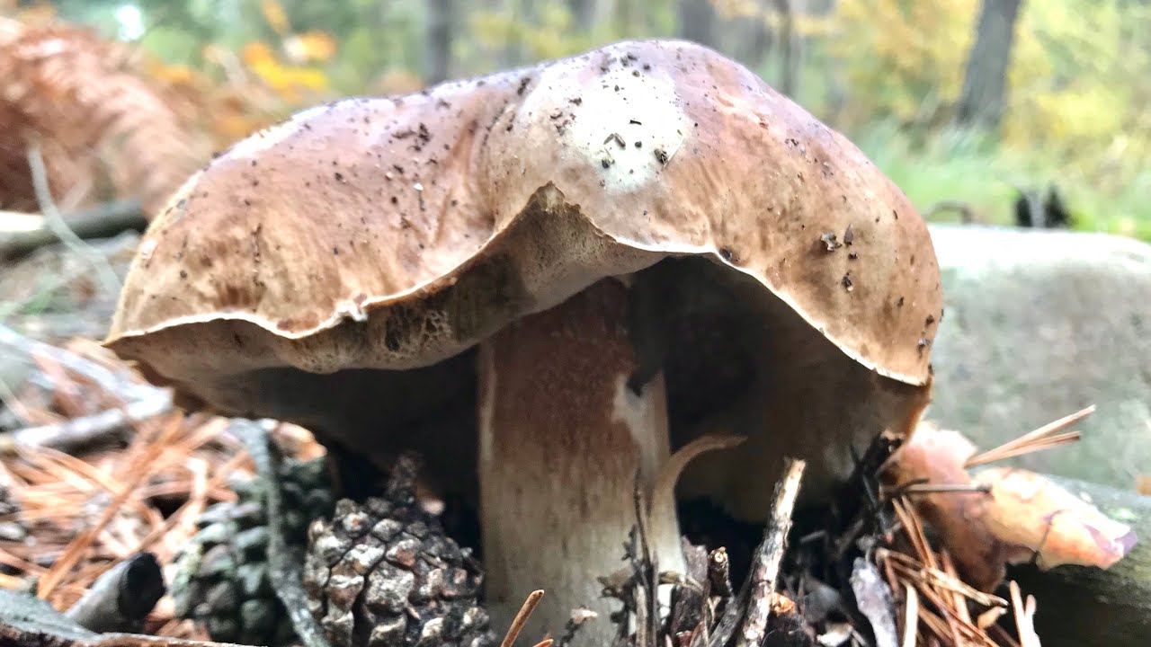 BOLETUS EDULIS EN BURGOS, Octubre 2020