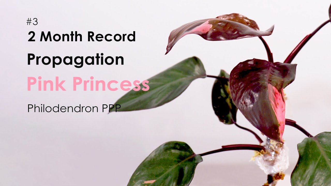 2 month record of Philodendron Pink Princess Propagation in Water, Air layering and Transfer to Soil