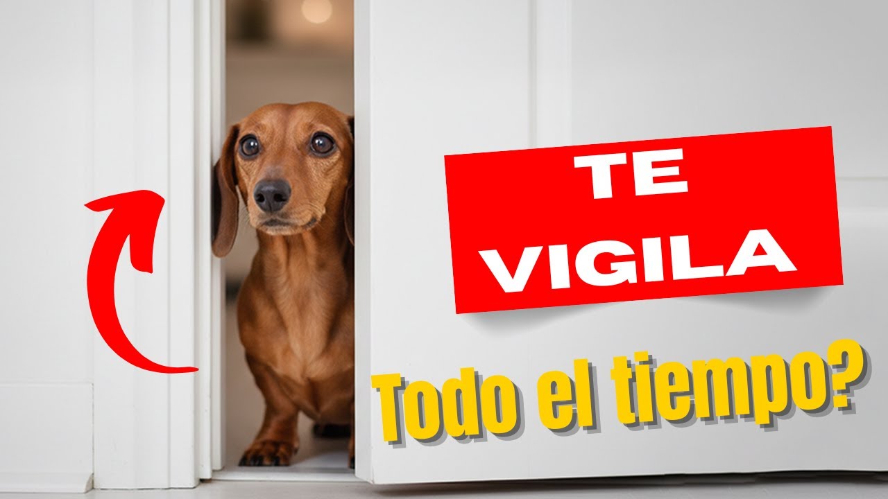 ¿Por qué tu perro te vigila todo el tiempo? ➡️ ¡La ciencia lo explica! 🐾