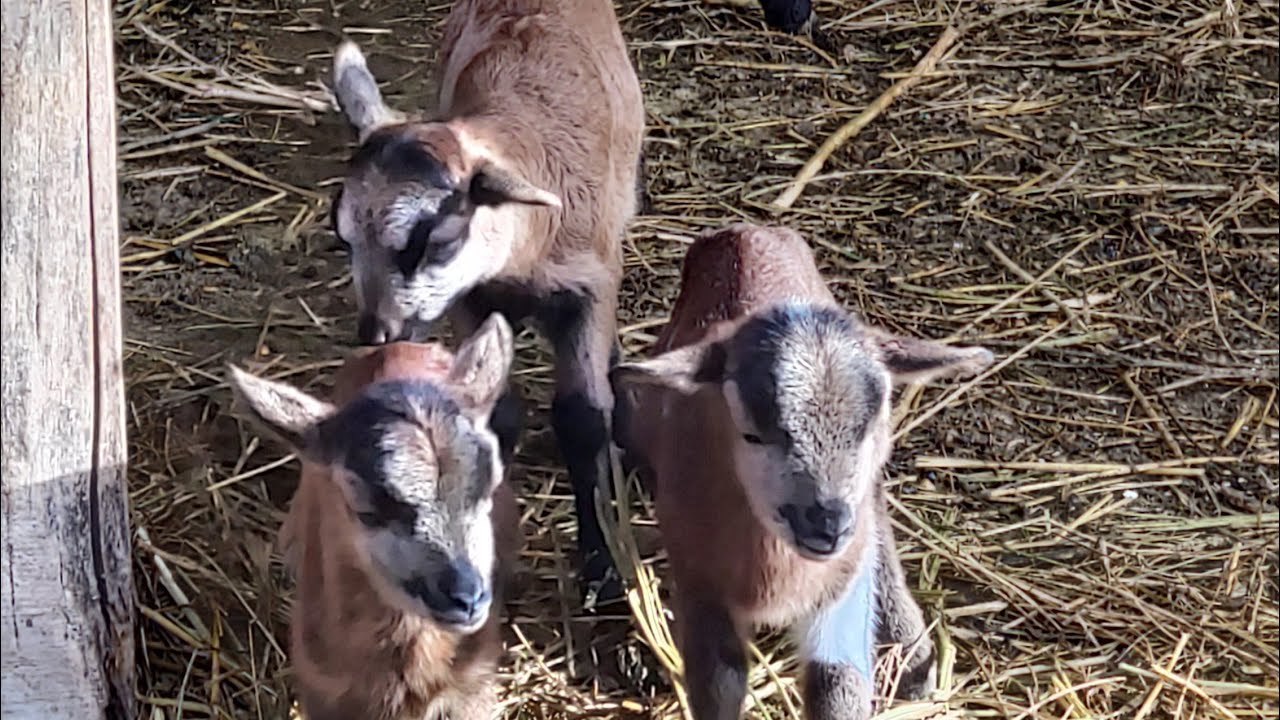 TREUCĂ DIN LEMN LA CĂPRIȚE 🐐 OUĂ DE LA EMU🐥🥚🐣