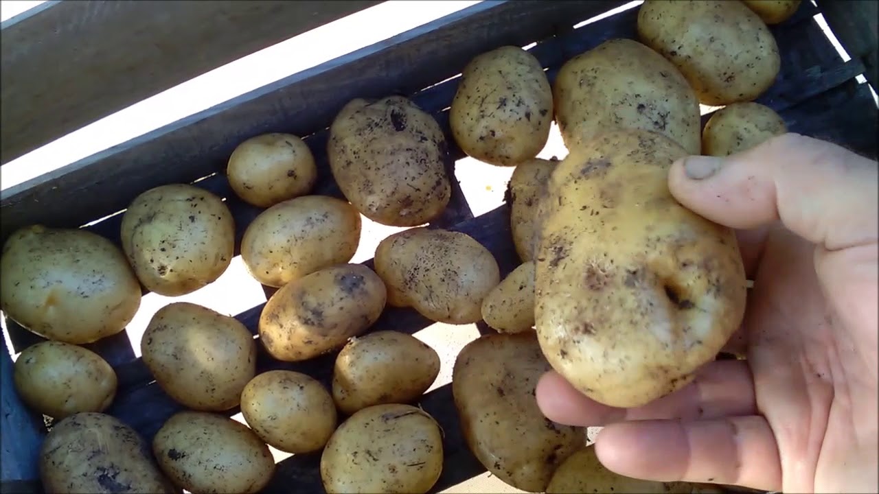 recolte des pommes de terre sous paille !!!