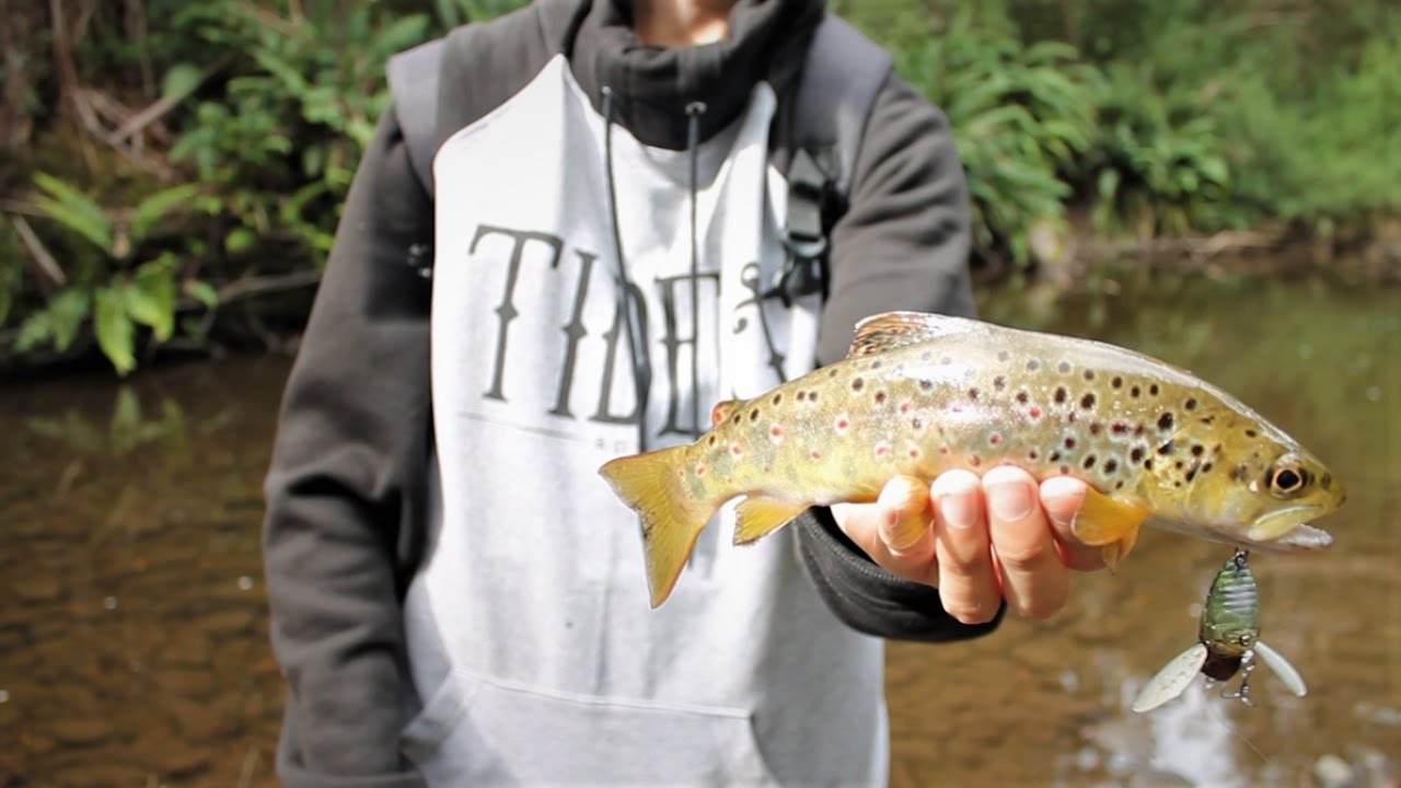 TROUT on TOPWATER LURES