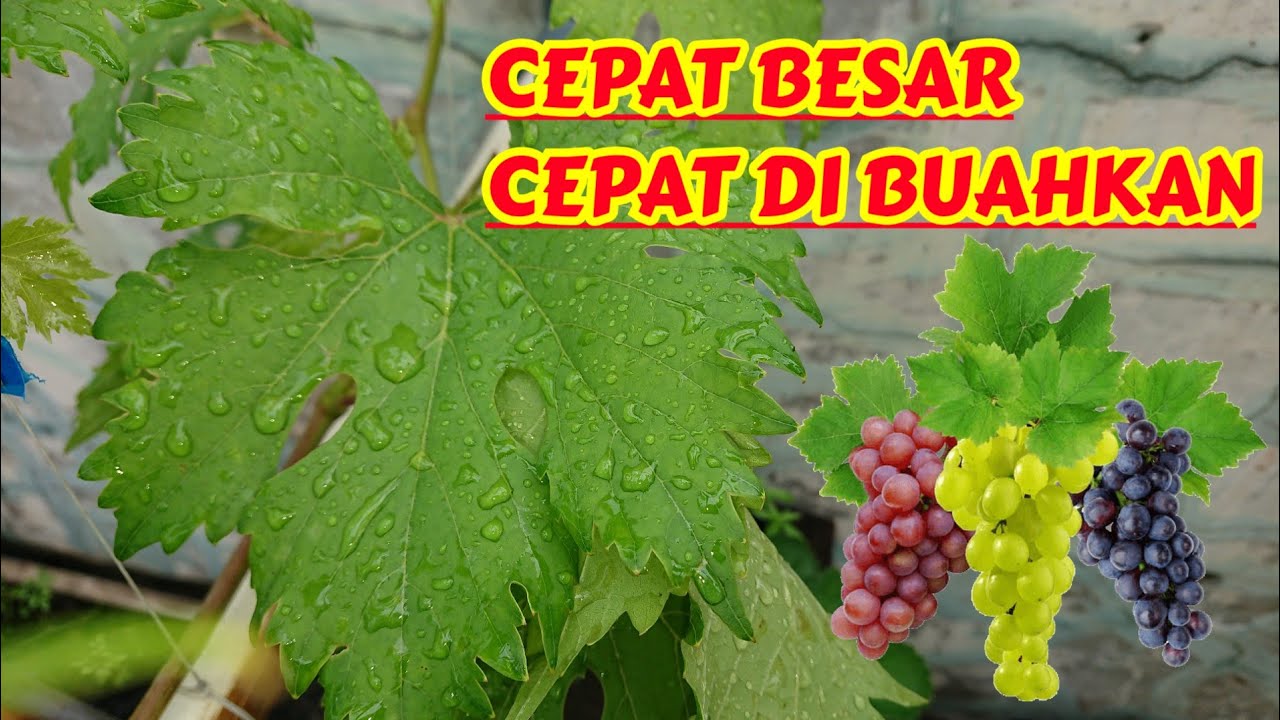 ANGGUR NINEL | USIA 2,5 BULAN POHON CEPAT BESAR DAN CEPAT DI BUAHKAN ‼️🍇🍇