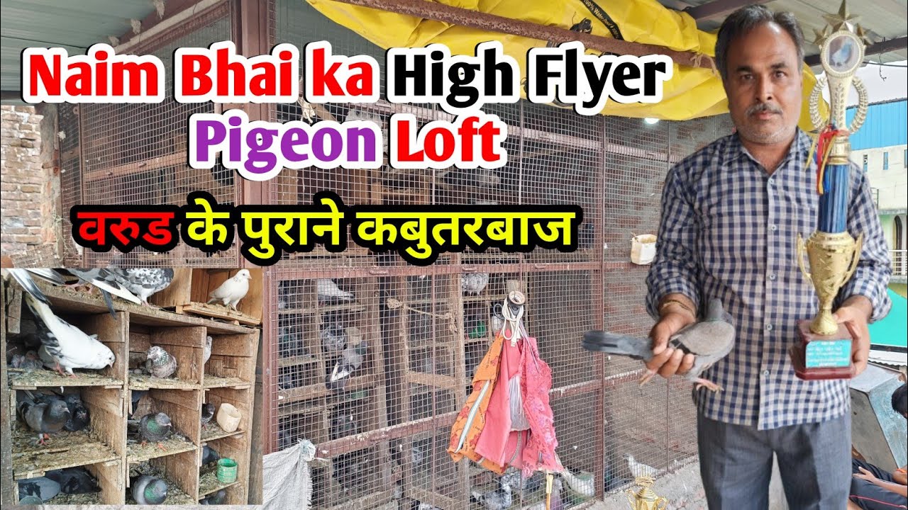 Kabutar Loft In Warud 🔥 Naim Bhai k High Flyer Pigeon @petslover1338