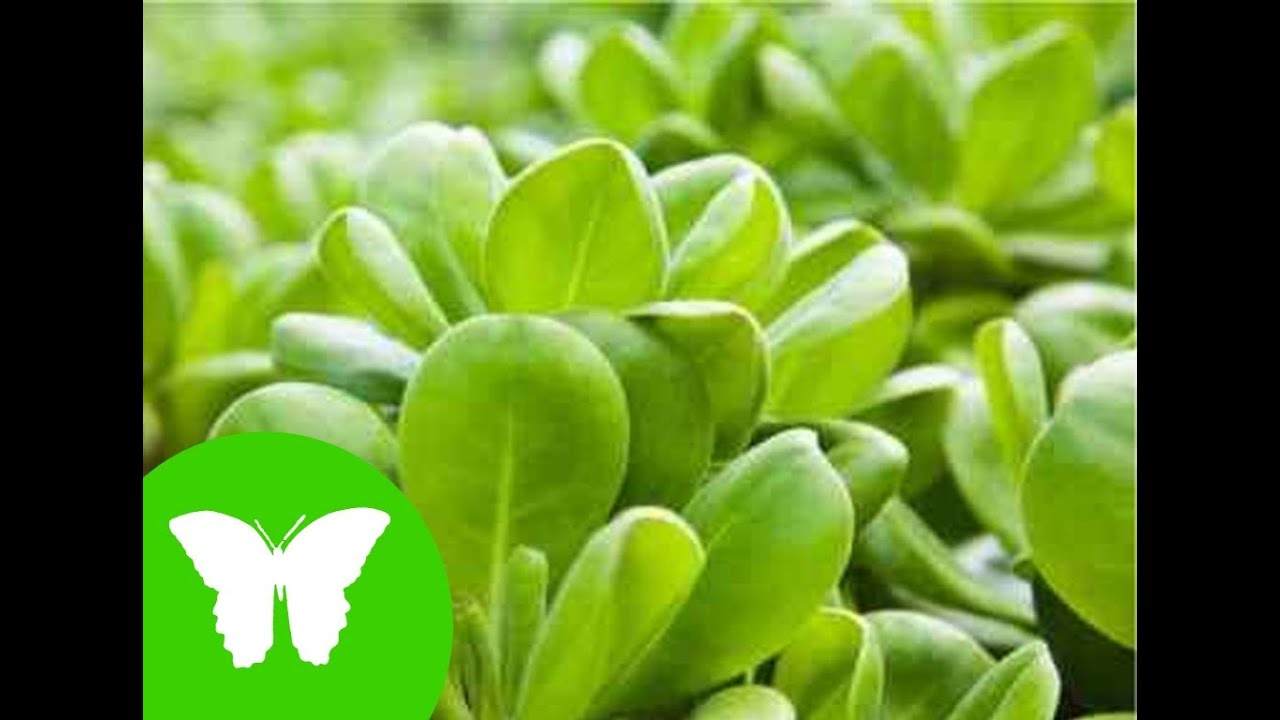 La Eduteca - Las plantas: nutrición y fotosíntesis