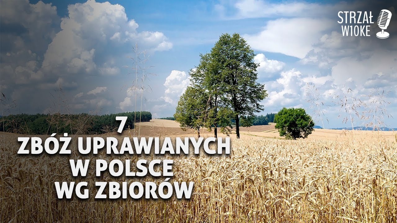 7 Zbóż uprawianych w Polsce według wielkości zbiorów