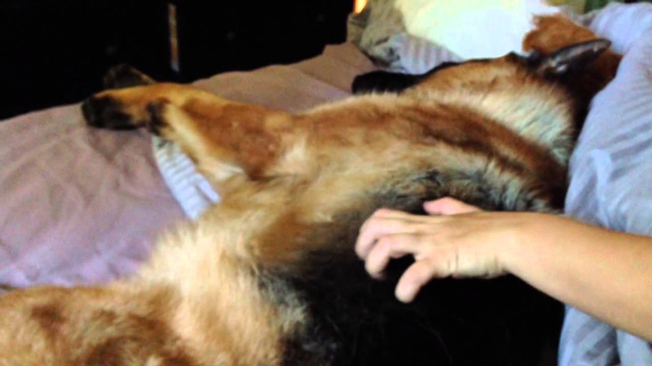 German Shepherd Talking