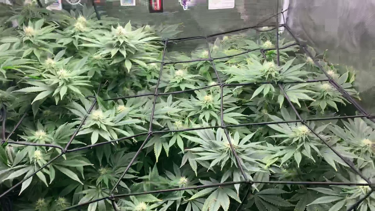 Harley Growers Double Blue Cheese Powered By Bloom Plus & Root Box Hydroponics Week 4 Flower