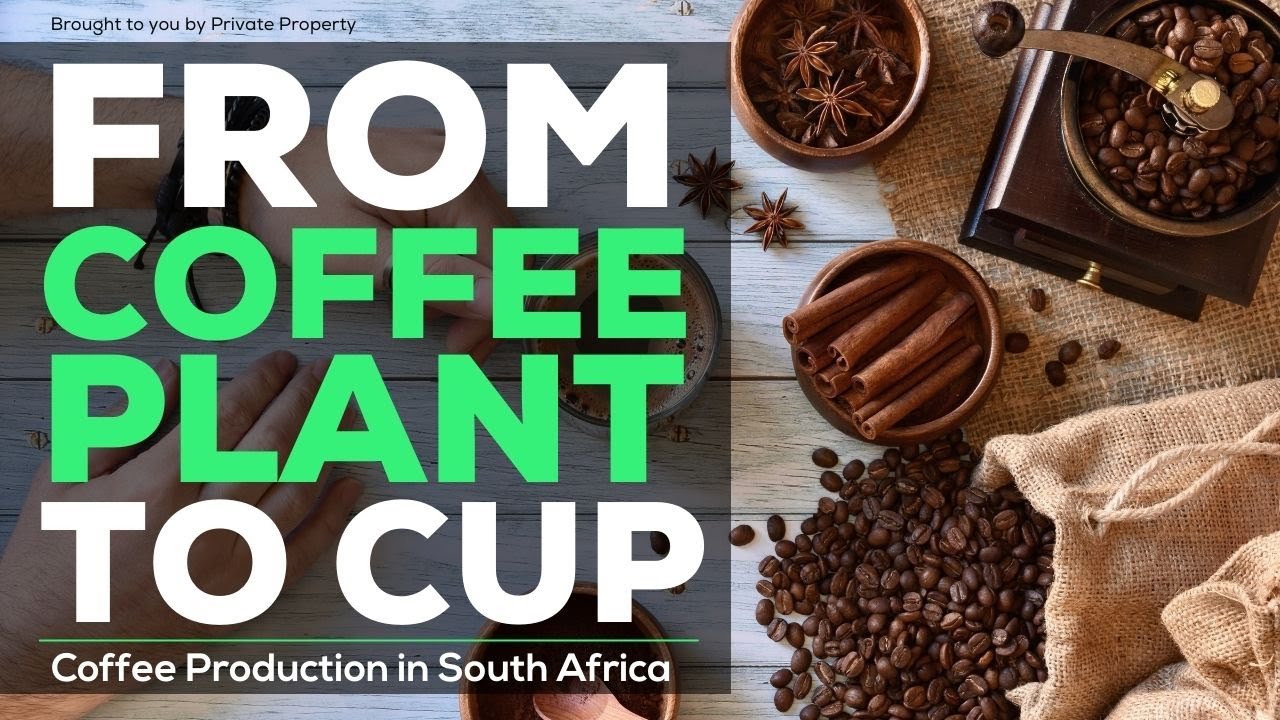 From Coffee Plant to Cup Coffee | Production in South Africa