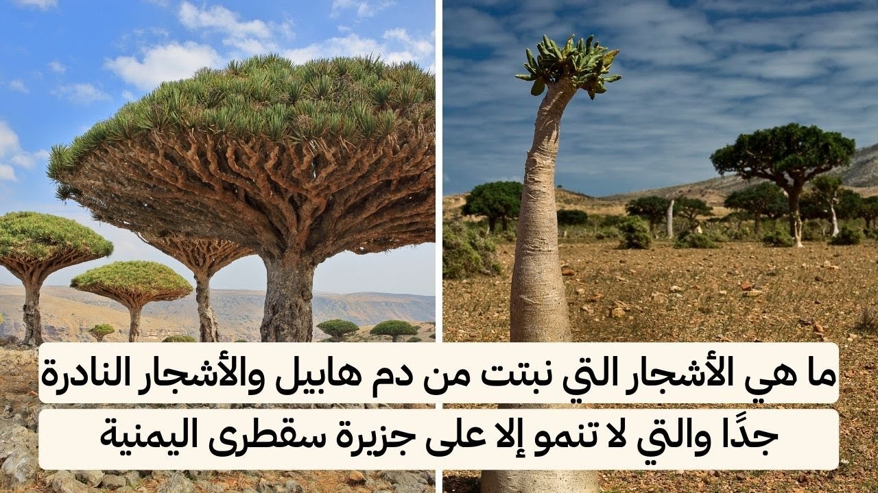 ما هي الأشجار التي نبتت من دم هابيل الأشجار التي لا تنمو إلا على جزيرة سقطرى اليمنية!