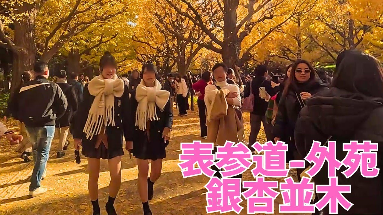 【Omotesando to Jingu Gaien】Through the Golden Ginkgo Avenue｜A Vibrant, International Atmosphere【4K】