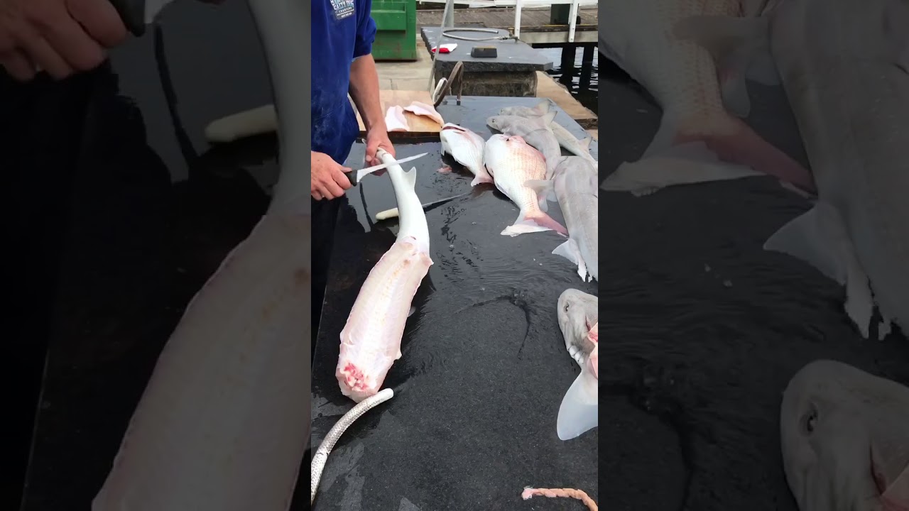 Salty Dog Technique - Cleaning & Filleting Gummy Shark