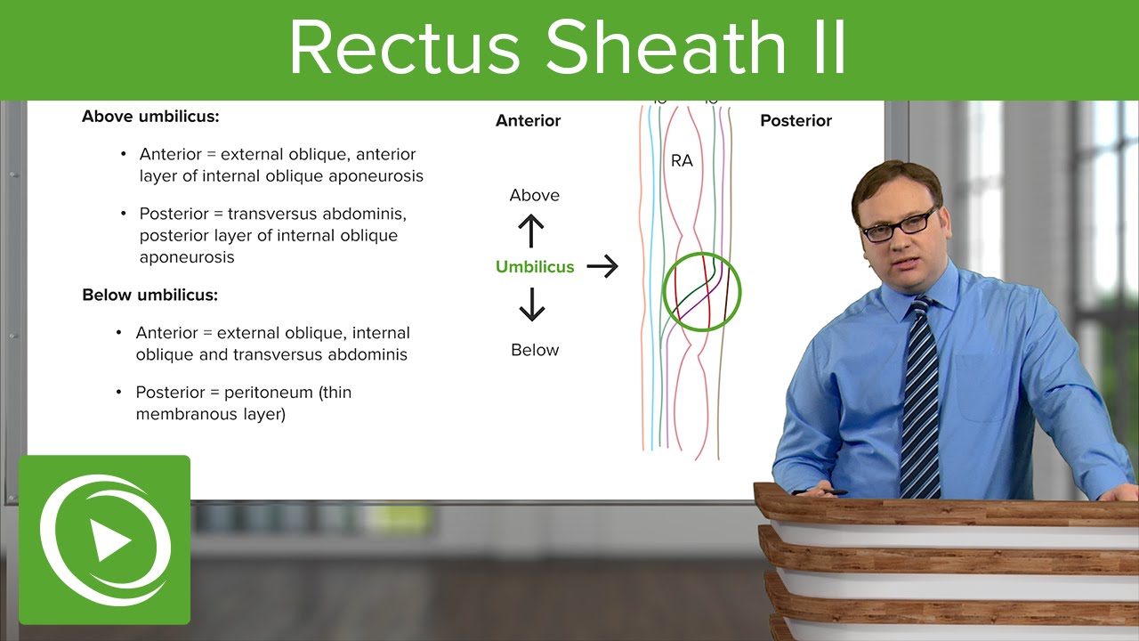 Rectus Sheath II &ndash; Anatomy | Lecturio