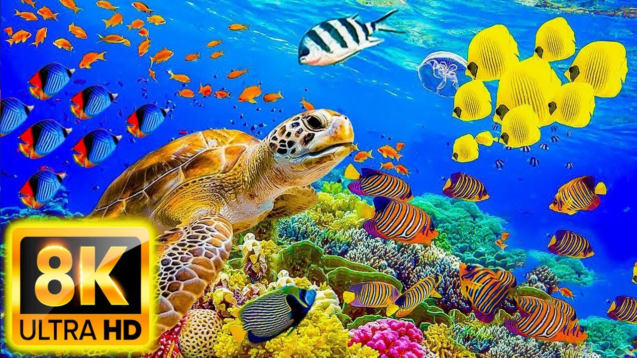 Aquarium 8K VIDEO ULTRA HD - Beautiful Coral Reef Fish - Sleep Relaxing Meditation Music - Video 8K
