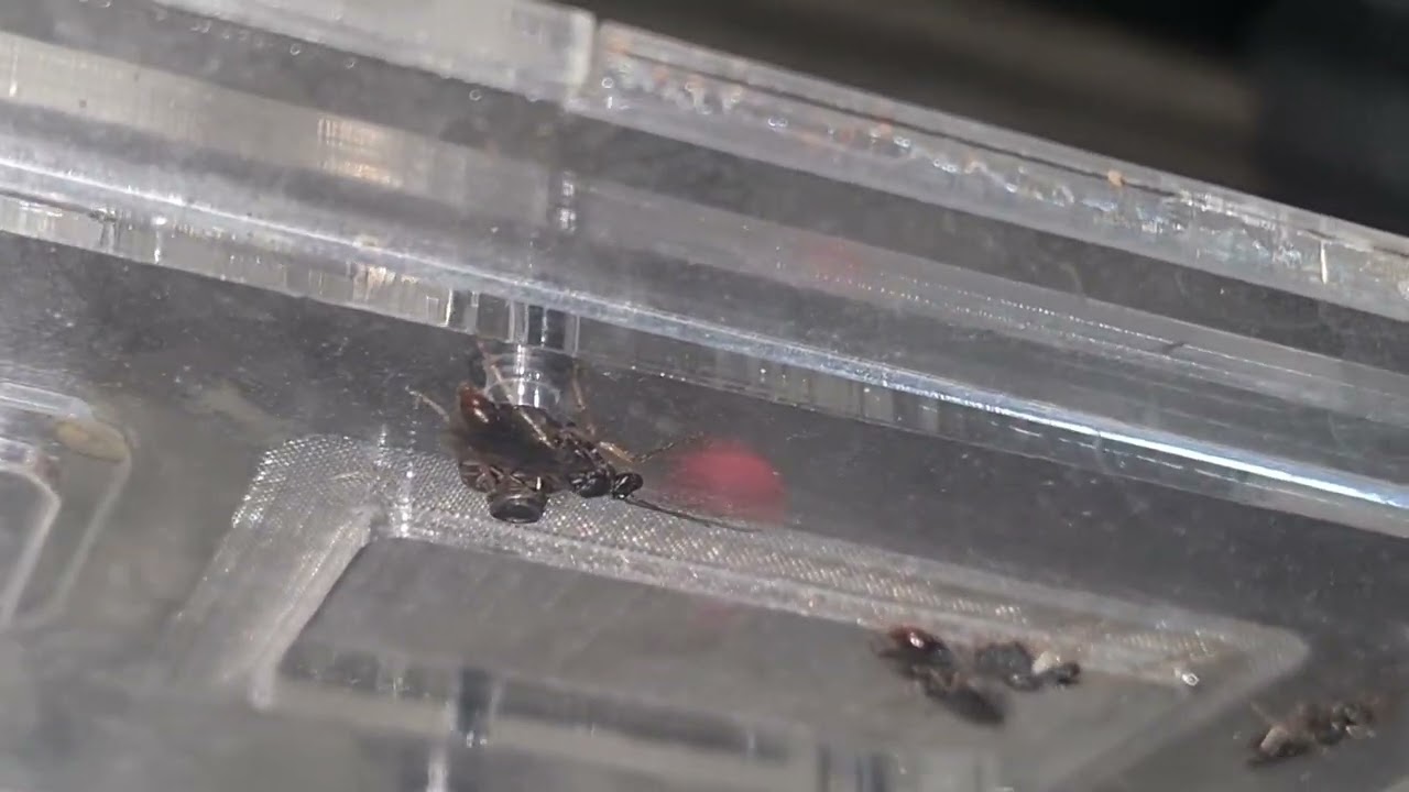 Pequeño video de vuelos de hagpernathos Venator