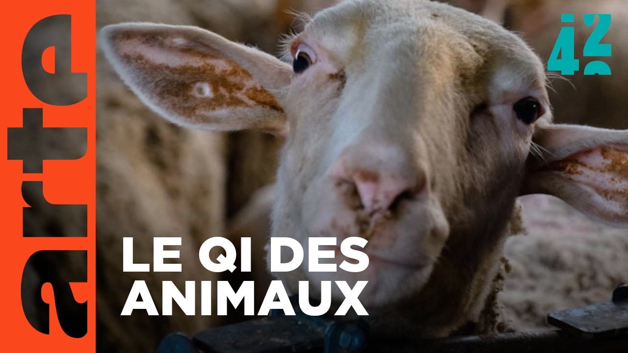 Que ressentent nos animaux d'élevage ? | 42 - La réponse à presque tout | ARTE