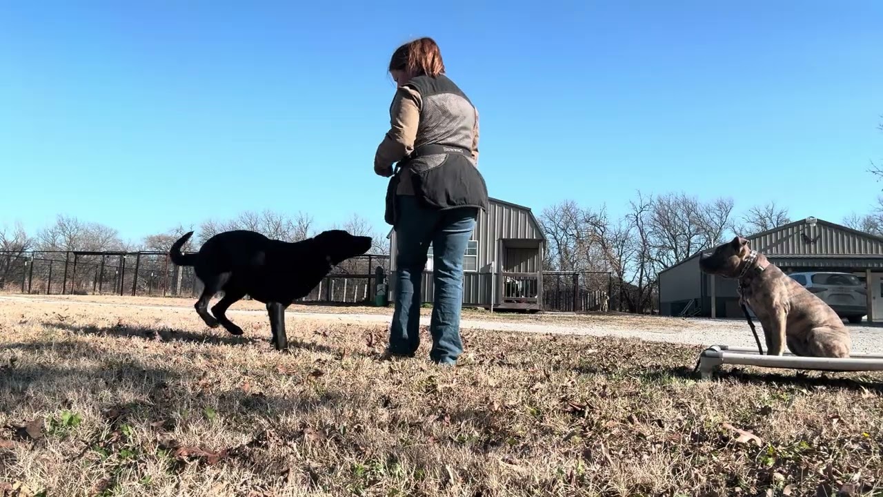 Willow & Tucker 12/8
