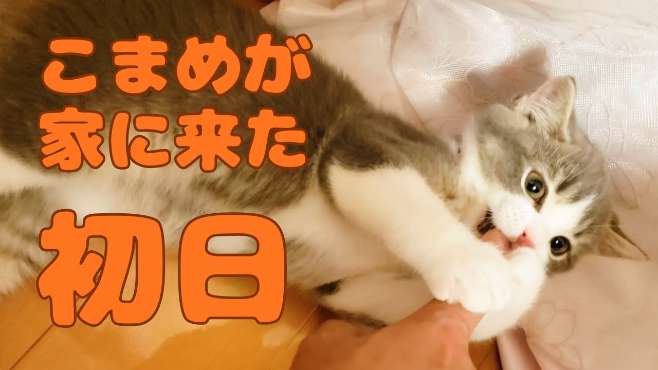 【子猫時代の思い出①】お互いドキドキ！こまめが家に来た初日！　14