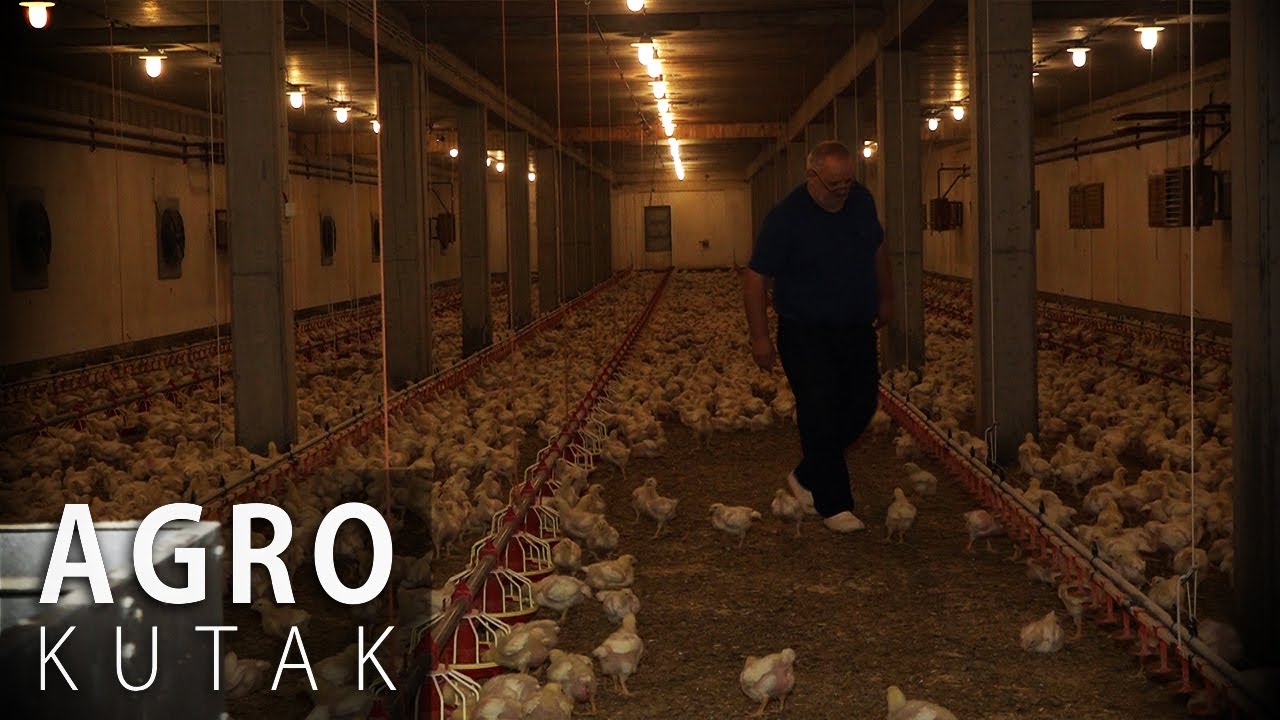 Koliko je isplativa proizvodnja brojlera? - 14.12.2023.