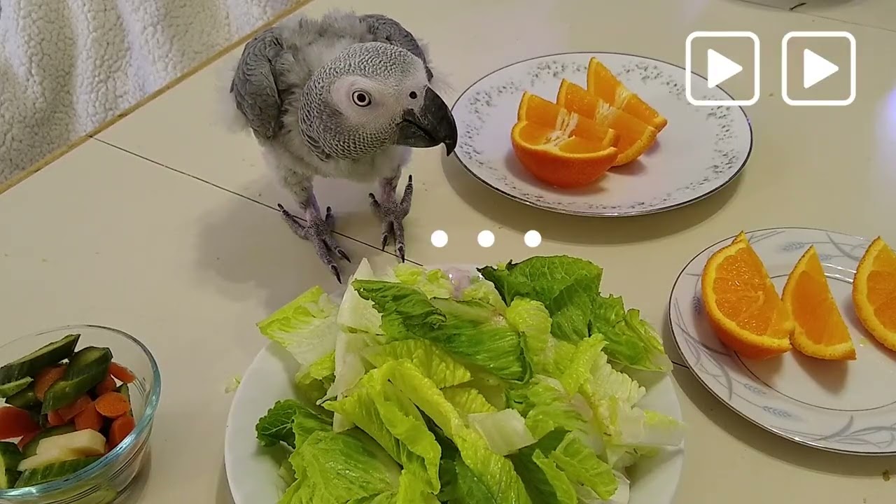 Griffin Eats Healthy Today! Lettuce & Orange 🥬🍊🐦