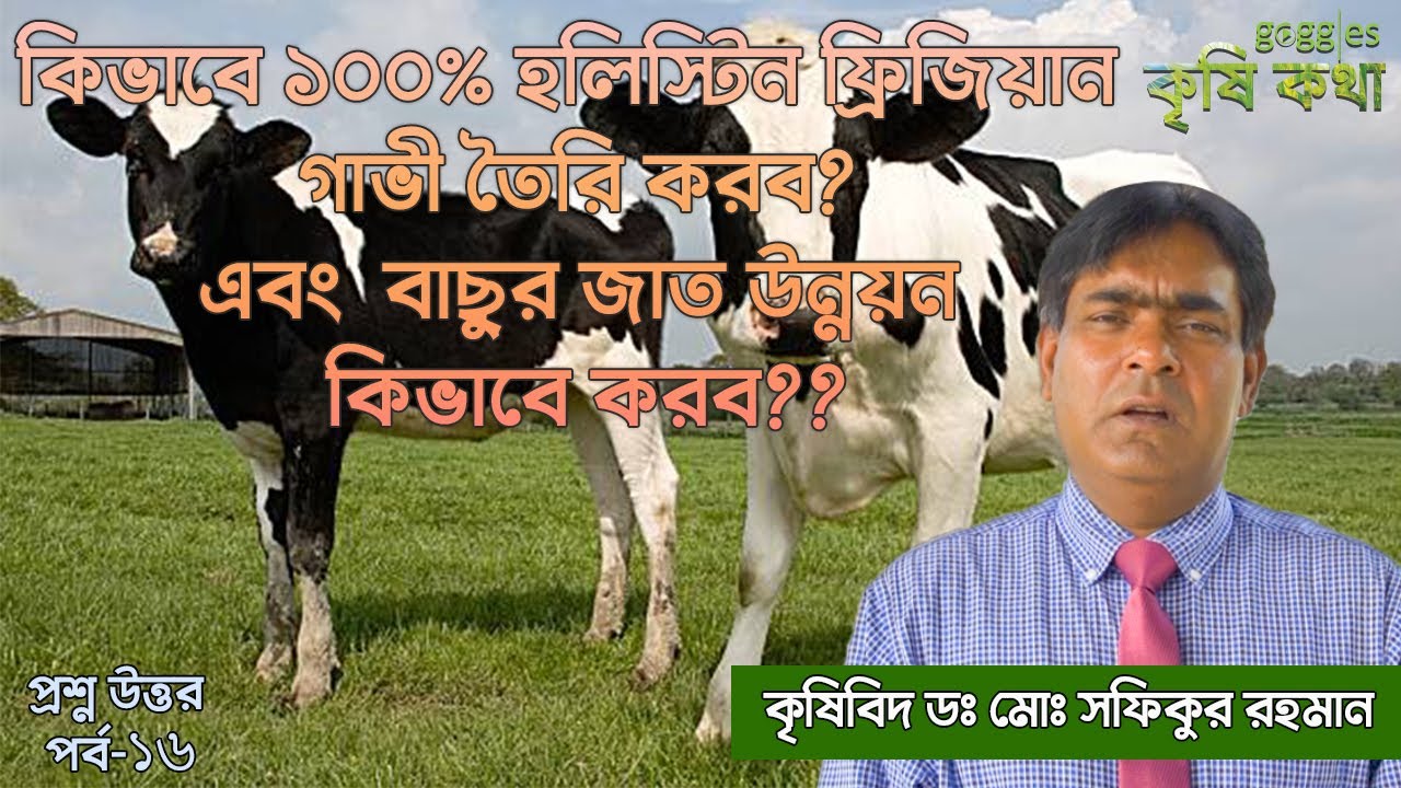 ১০০℅হলিস্টিন ফ্রিজিয়ান গাভী তৈরি করার সঠিক উপায় | উন্নত জাতের  বাছুর | প্রশ্ন-উত্তর পর্ব-১৬|কৃষি কথা