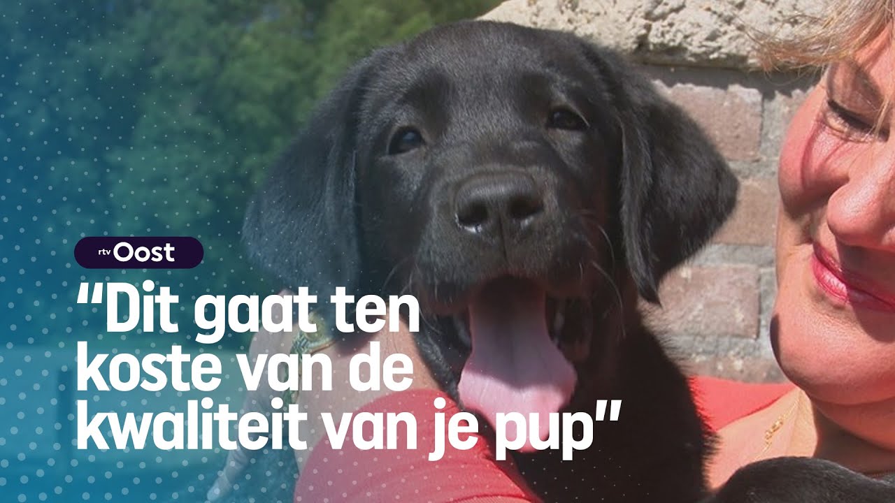 Puppy kopen in coronatijd? Niet doen! | RTV Oost