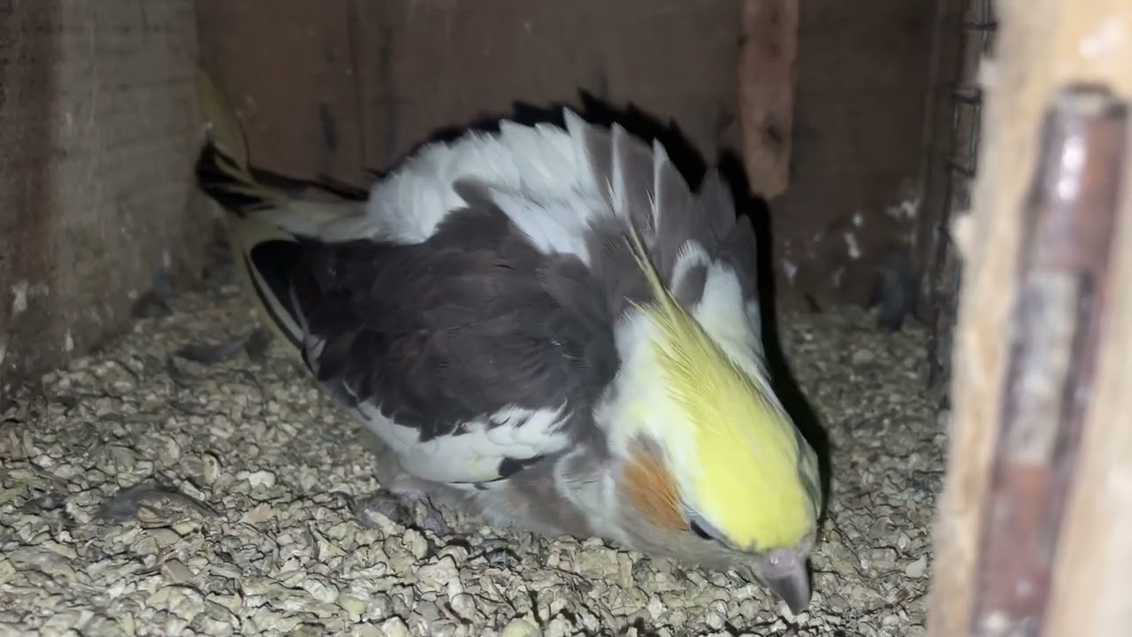 Rani the Cockatiels breeding progression | 20 May 2025 @RioTalesOfficial