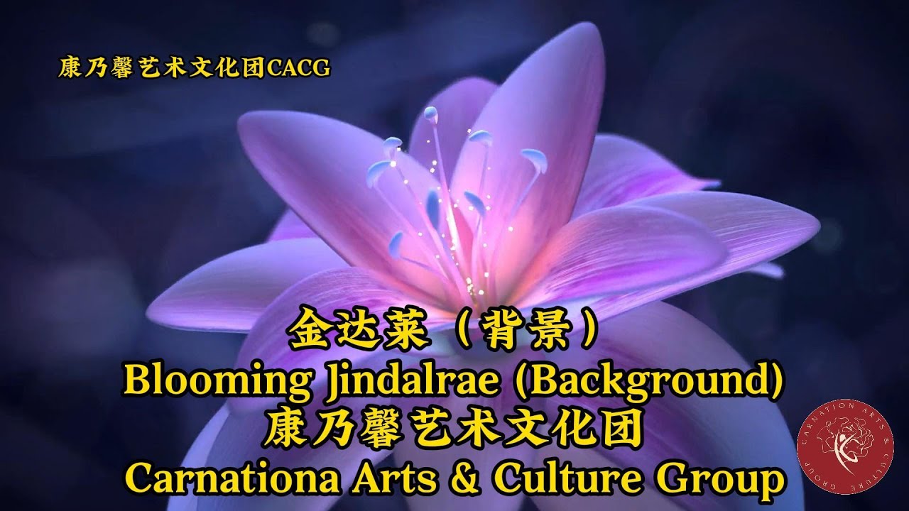 Blooming Jindalrae (Background) 金达莱（背景）