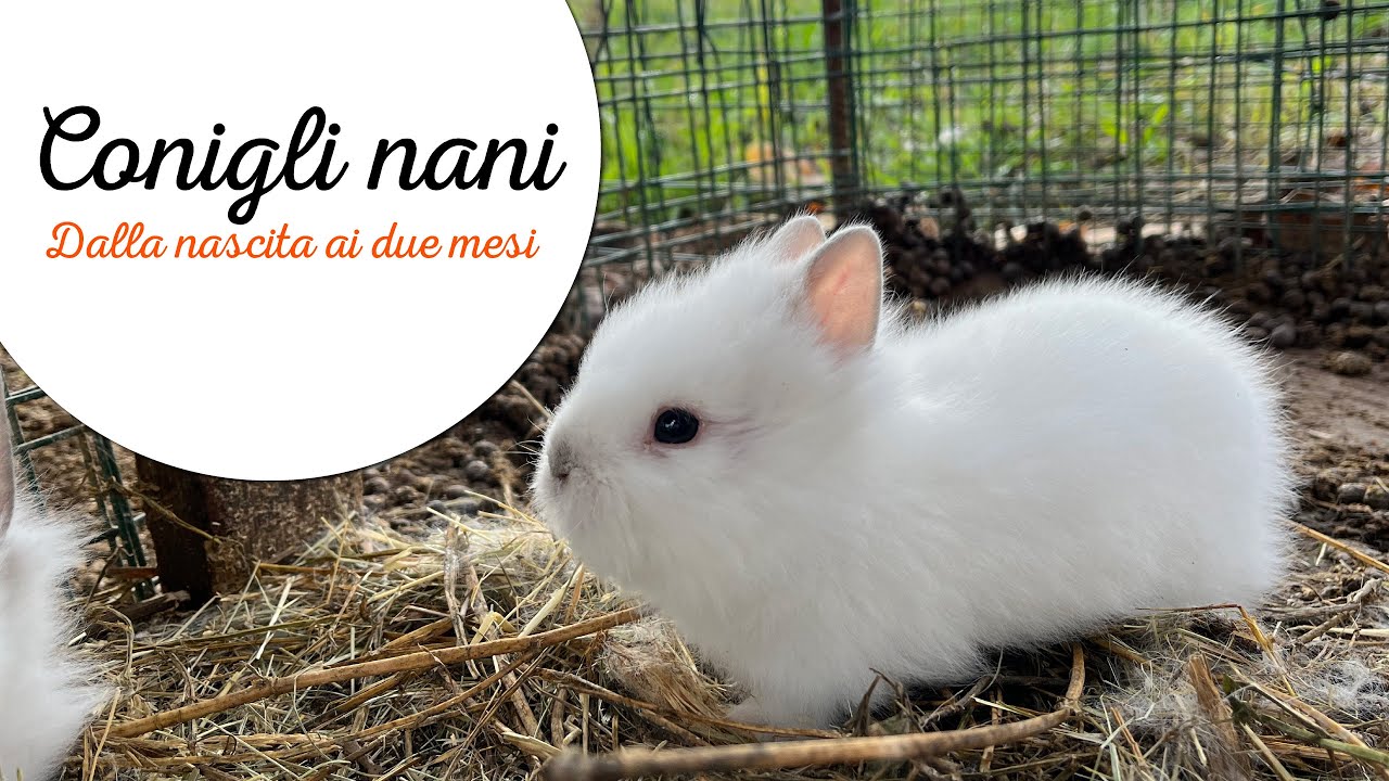 Conigli nani dalla nascita ai due mesi