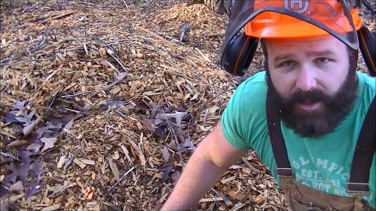 Forest management:Thinning out diseased undesirable trees; Chainsaw tips