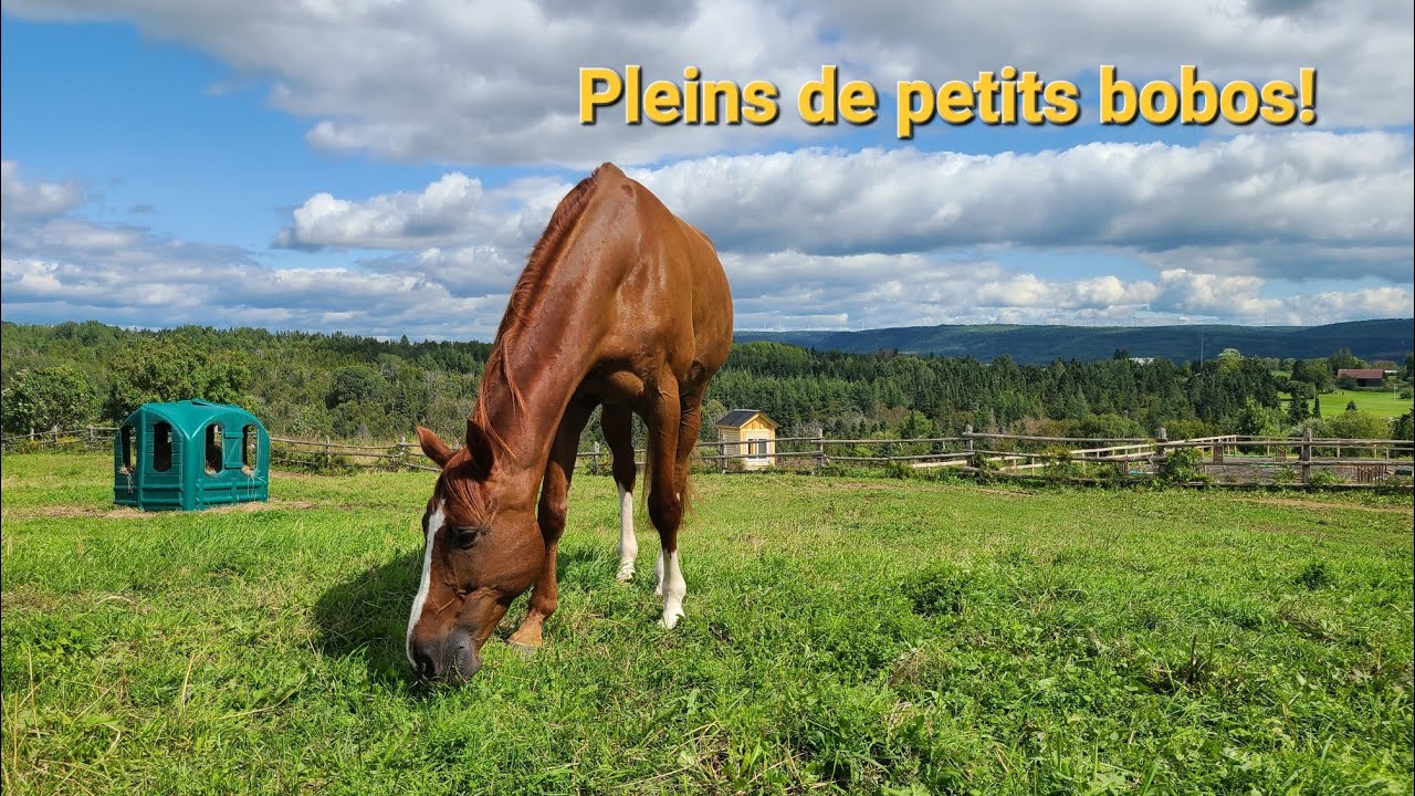 Des petits bobos pour le Fidd!