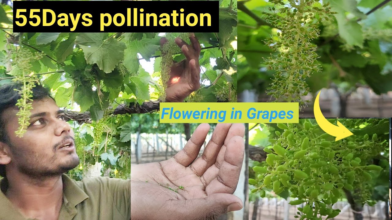 Pollination || how do Natural Thinning in grapes || ದ್ರಾಕ್ಷಿ ಹೂವ || Grapes farming