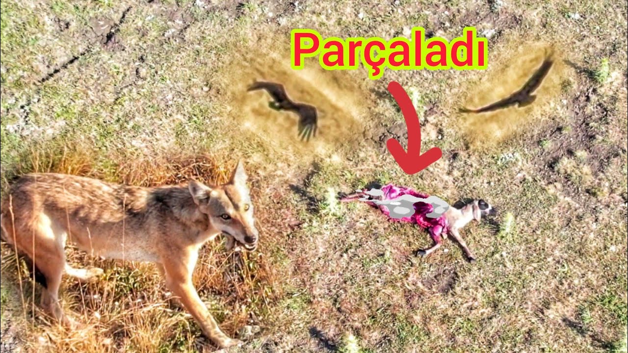 KOYUNU PARÇALAYAN KURDU DRONLA BULDUM ~ÇEKTİĞİM EN NET KURT GÖRÜNTÜSÜ ~WOLF ATTACK