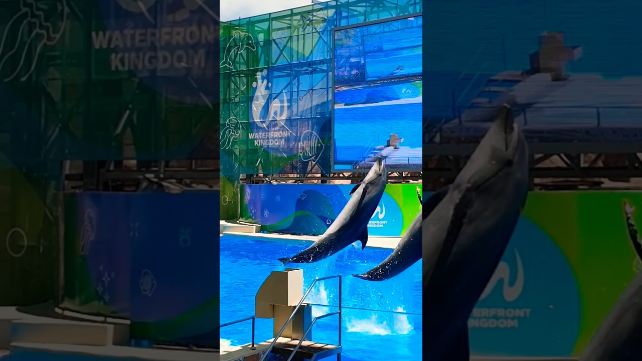 Tr В воздухе Сальто дельфинов The Land of Legends🔥In the Air, a Dolphin Flip/Yunusların takla atması