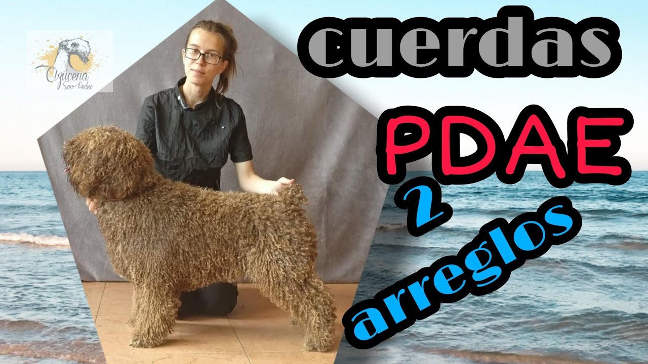 🐶 Perro de Aguas Español (PDAE): El 🛑 SECRETO 🛑 para un buen MANTENIMIENTO de las RASTAS✂️