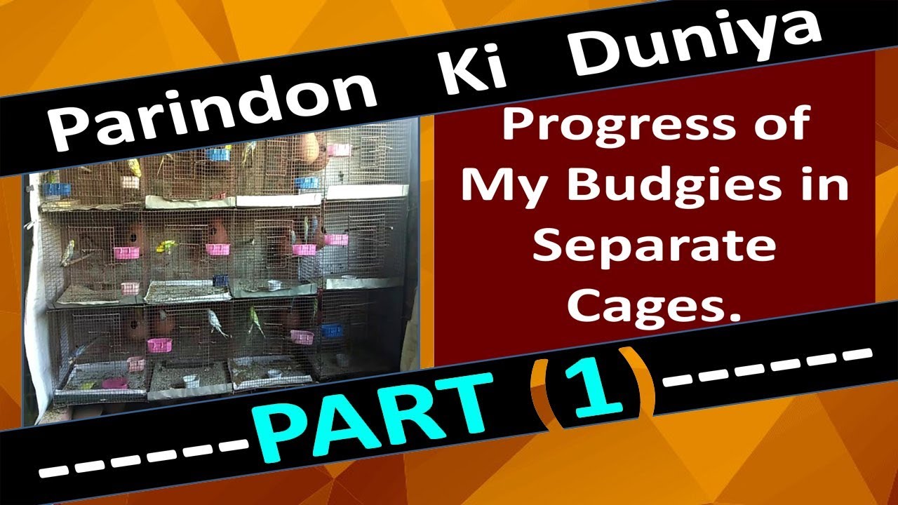 Progress of My Budgies in Separate Cages (Part-1) #10