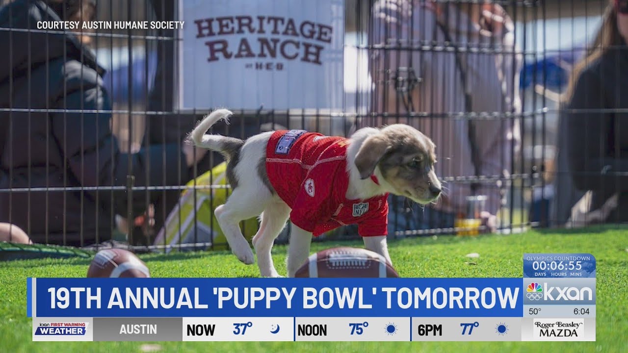 Austin Humane Society hosts 19th annual Puppy Bowl