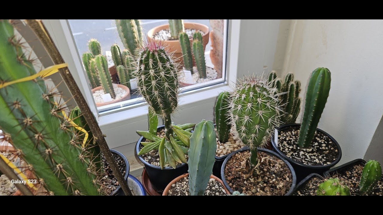 Cactus Grafting - why, why not and the pros and cons