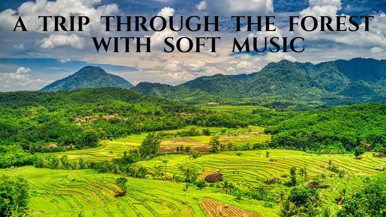 Relaxing music from the green forest by