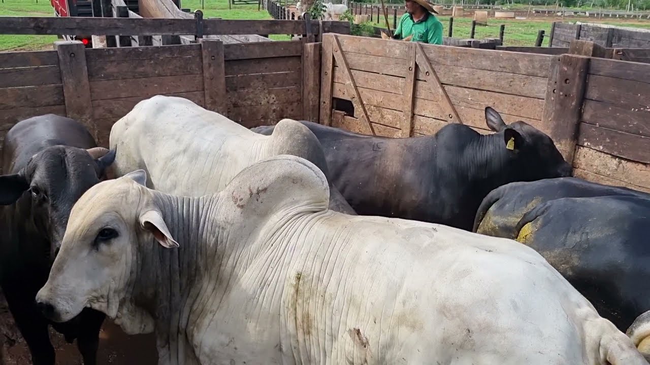 ULTIMAS PICANHAS  DESTE ANO 2021! embarque da boiada.