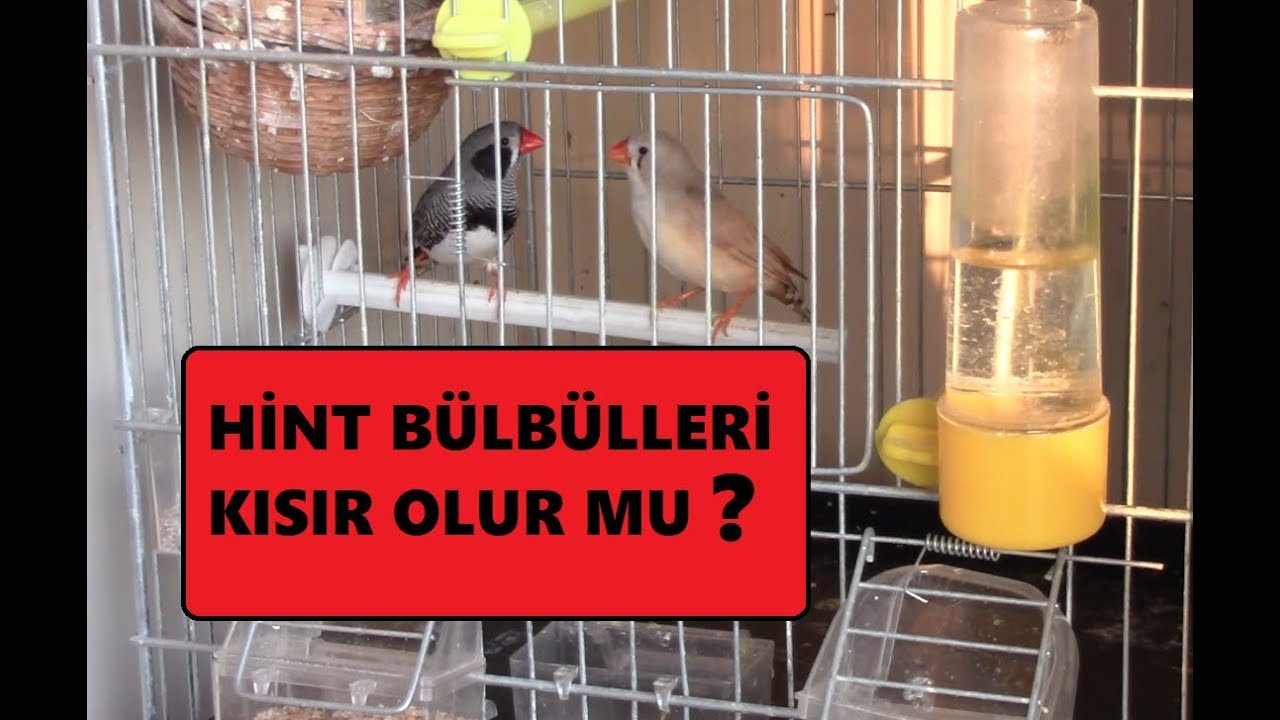 Hint Bülbüllerinde Kısırlık Sorunu
